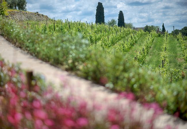 Appartement à Panzano - Luxury Chianti in La Farfalla in Panzano Chianti Appartement à Panzano - Luxury Chianti in La Farfalla in Panzano Chianti