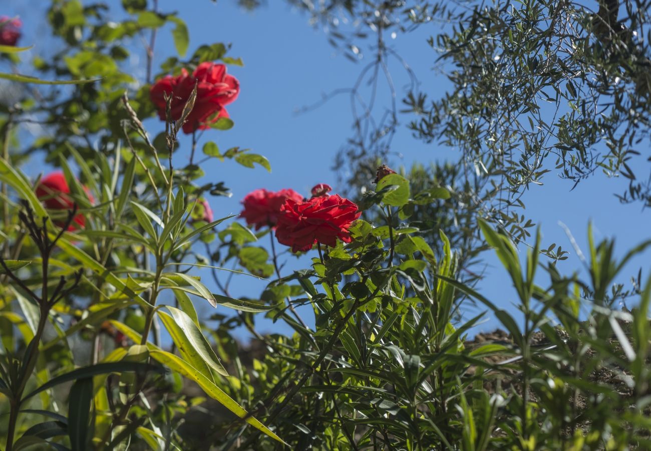 Appartement à Panzano - Luxury Chianti For Four in Panzano Chianti Appartement à Panzano - Luxury Chianti For Four in Panzano Chianti